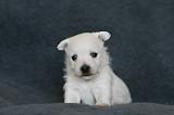 3. WESTIE 1 MOIS 005